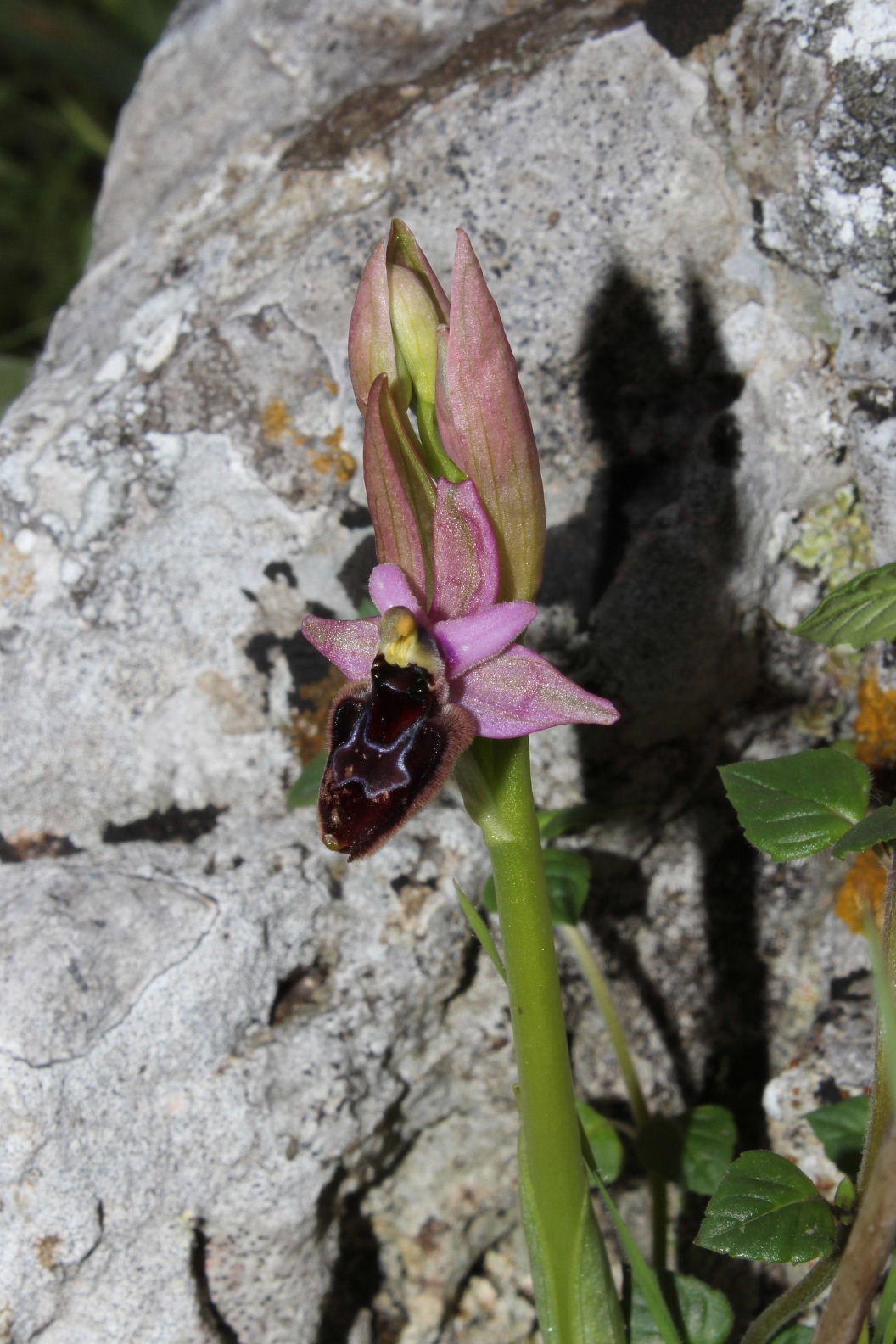 Orchidee dal promontorio del Gargano